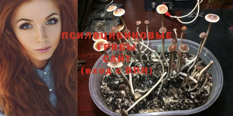 Псилоцибиновые грибы Psilocybe  Геленджик 